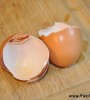 egg shells